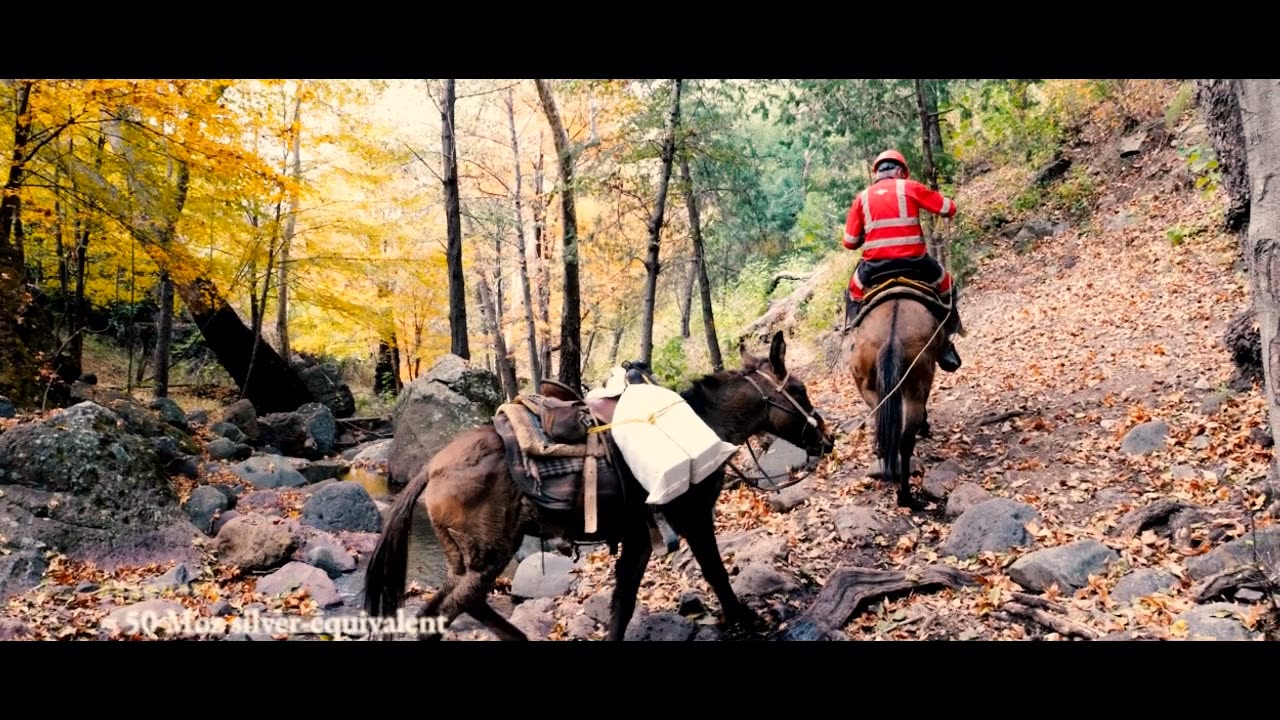 Pack mules crossing a creek in the Sierra Madre, Sonora, Mexico